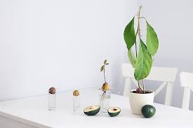 Vom Kern Zum Avocadobaum So Gelingt Es Auch Dir Sprinzeminze Com