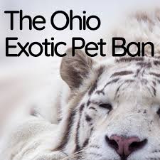 But you will not find large cats bears zebras. The Ohio Exotic Pet Ban What Animals Are Now Illegal As Pets Pethelpful