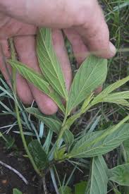 Image result for Eriosema erici-rosenii