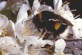 Paikat aarhus ostokset ja vähittäiskauppavaatekauppa hummel. Hummel Umweltbundesamt