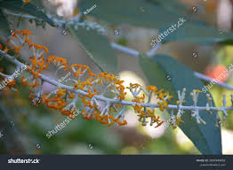 Image result for Buddleja madagascariensis