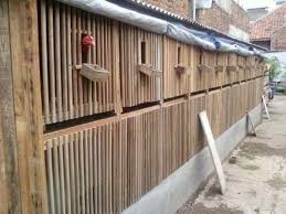 12 Kreasi Desain Kandang Ayam Bangkok Minimalis Usaha Jasa Desain Rumah Rumah Xy Kandangayamkreatif Kandangayambangkok Kandangay Kandang Ayam Ayam Bangkok