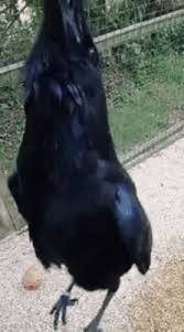 Gif Maybe You Ll Release My Finger Funny Animals Animal Instagram Animal Antics