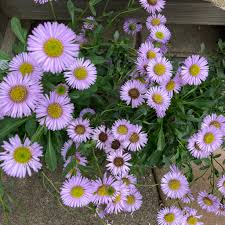 Image result for Erigeron steudelii