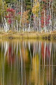 Do you feel the cooler air? Birch Trees And Autumn Colors On Red Jack Lake Hiawatha National Forest Michigan Premium Photographic Print Adam Jones Allposters Com