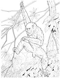 While you can use your monkey coloring pages any way you want, this particular monkey would look great with bright, vibrant colors. Realistic Monkey Coloring Pages Coloring Home
