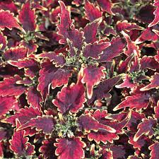 The following is a list of landscape plants rated according to their resistance to deer damage. Solenostemon Colorblaze Sky Fire Buy Coleus Annuals Online