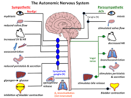 Introduction_to_the_ans Tusom Pharmwiki