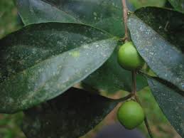 Image result for Strombosia