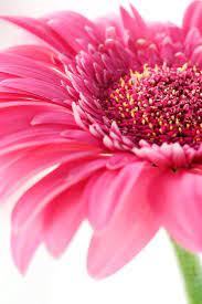 Gerbera Daisy Origin An Ornamental Plant From The Sunflower Family The Gerbera Daisy Is Named In Honor O Beautiful Flowers Happy Flowers Flowers Photography