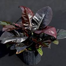Buy Philodendron Black Cardinal Plants Black Buy Cardinal Philodendron Plants In 2020 Philodendron Philodendron Plant Plants