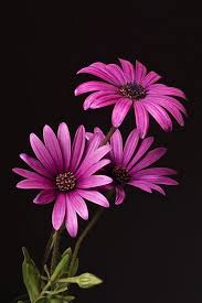all pink flowers are beautiful and with meanings of their own so which do you prefer beautiful beautiful pink flowers small pink flowers flowers perennials