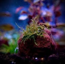 Image result for Podostemaceae