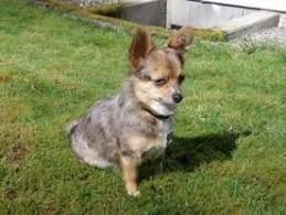Adopt Cali On Australian Shepherd Dogs Healthy Puppy Australian Shepherd