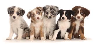 Having them close helps them to socialize early. Five Miniature American Shepherd Puppies Photograph By Mark Taylor