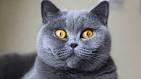 British Shorthair Kittens for Sale - Felines4us