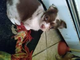 Recently got my chihuahua from them. Chihuahua Puppy For Sale In Scranton Pa Adn 53445 On Puppyfinder Com Gender Male Age 7 Weeks Chihuahua Puppies For Sale Puppies For Sale Chihuahua Puppies