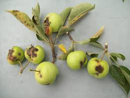 The firm, crisp apples are produced almost every year, so the tree may require thinning. Apple Scab Wikipedia