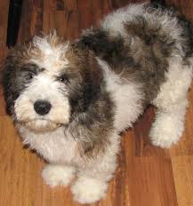 Maybe you would like to learn more about one of these? The Cutest Mixed Dog Breeds Mini St Berdoodle Hybrid Dogs St Berdoodle