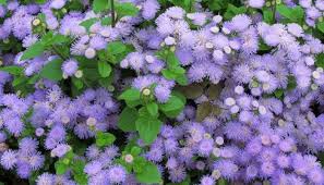 Image result for Alliaceae