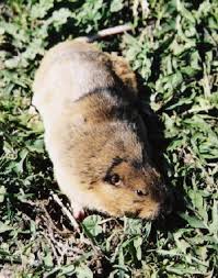 In a year, one pocket gopher can move 1 to 2 ¼ tons of soil. Utah Division Of Wildlife Resources