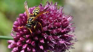 All About Yellow Jackets Bees Wasps Hornets Gardener S Supply