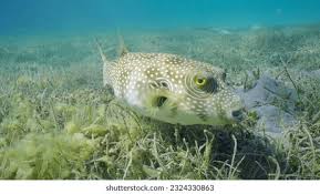 Image result for Syringodium isoetifolium