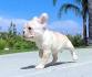 Cream French Bulldog Puppies for Sale - DogsNow