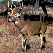 Like anything else, processing a deer takes time. Game Meat A Complex Food Safety And Animal Health Issue