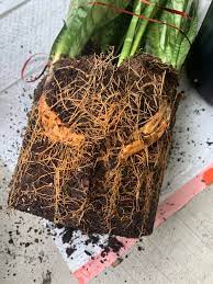 Symptoms include rotting roots, yellowing leaves, and a foul smell from the pot. Is This Root Rot On My Snake Plant She S Was In A Pot Without Drainage And I M Trying To Save Her Is It Too Late Houseplants