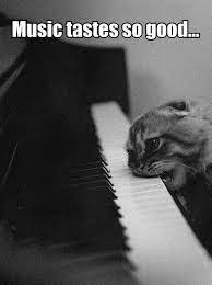 Well That Would Make An Interesting Piano Lesson Piano Humor Cute Funny Animals Cute Baby Animals Cats