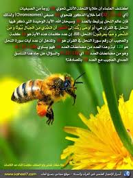 pin by essam sayed mohamed on صورة وايه insects animals chromosome