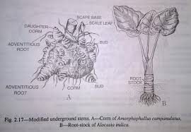 The term stem (science, technology, engineering and mathematics) is an acronym used by those relevant to the educational stem education is now an economic must in the country, as more than 30 prospering occupations will require stem knowledge in the near future. Stem Modification Of Stem Functions Types Of Modified Underground Stems Sub Aerial Modified Stems Digieduco