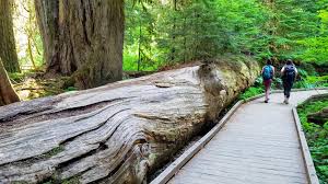 We did not find results for: Grove Of The Patriarchs Mt Rainier National Park Outdoors