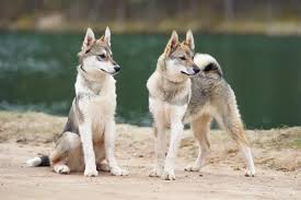 Image result for západosibiřská lajka