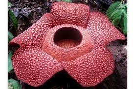 Dia adalah seorang pemandu, yang di dunia, bunga raksasa ini setidaknya memiliki 20 jenis spesies, lo. Bunga Terbesar Di Dunia Tumbuh Di Indonesia Inilah 5 Fakta Bunga Rafflesia Arnoldii Semua Halaman Bobo