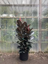 Image result for Ficus elastica