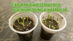Bahagian akar dan batang pokok inilah yang boleh anda ubahsuai menjadikan ia sebuah pokok bonzai yang cantik. Cara Mudah Semai Biji Adenium Menanam Biji Bunga Kamboja Putri Wijaya Youtube