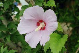 Mehr als 120 campingplätze in frankreich. Hibiscus Syriacus Wikipedia