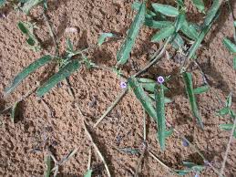 Image result for Ipomoea coscinosperma