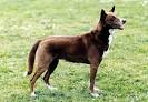 Canaan Dog Breed Information and Pictures