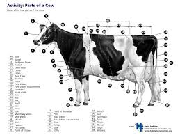 Parts Of A Dairy Cow Key Dairy Cattle Large Animal Vet Show Cows