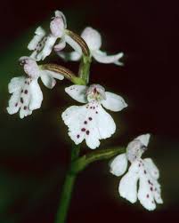 Image result for Angraecopsis gracillima