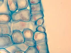 Image result for Stomatanthes sp.no.1