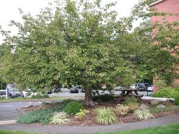 Remove any undesirable growth, such as wayward branches that. Prunus Serrulata Japanese Flowering Cherry Kwanzan Growth Habit In October Japanese Flowering Cherry Prunus Serrulata Kwanzan Cherry