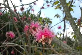 Image result for Pseudobombax