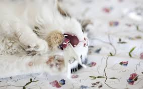 Watch a few funny kitten videos that will melt your heart. Cute Cat Look Kitty Adorable Cat Cute Pet Nice Humor Funny Kitten Hd Wallpaper Peakpx