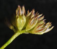 Image result for Buchnera capitata