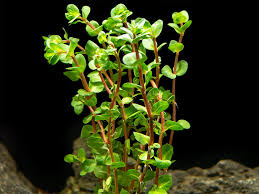 Image result for Rotala submersa