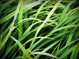 Do your baby love tall green grass coloring page? Free Photo Green Tall Grass Close Up Color Field Free Download Jooinn